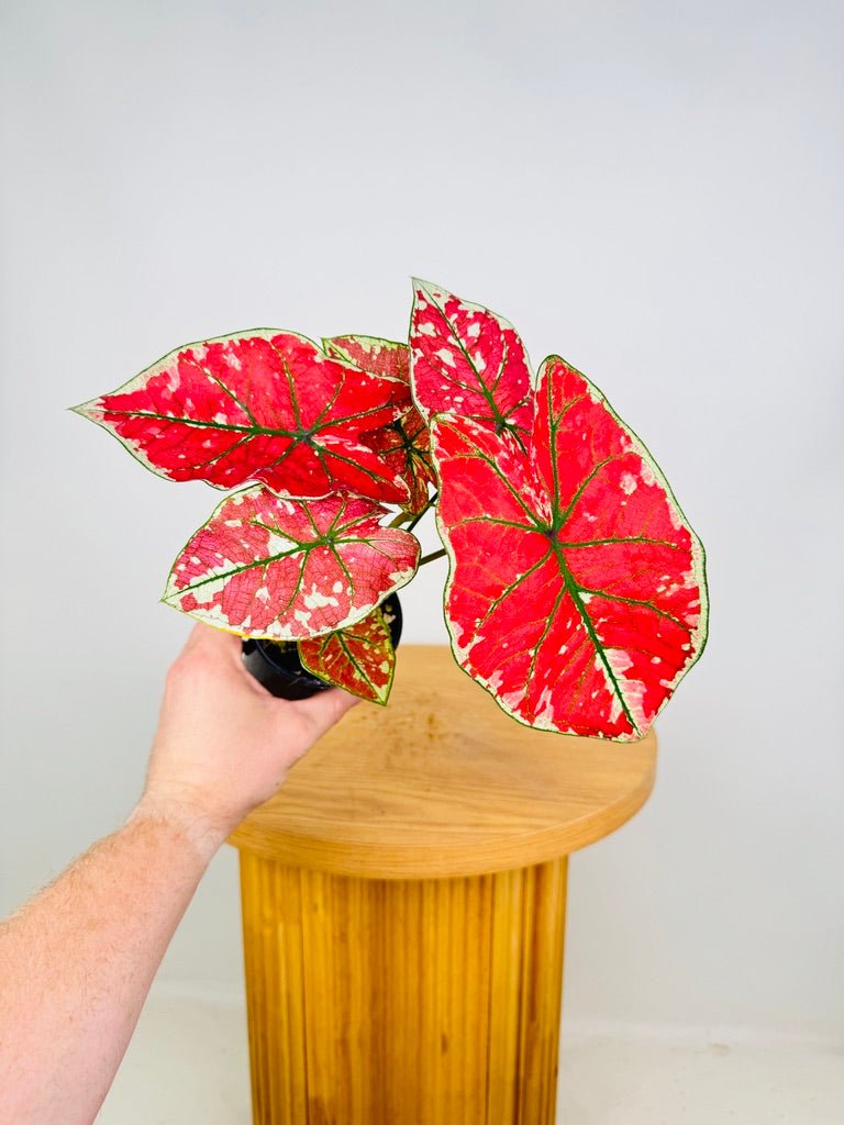 Caladium Bicolor - Fire Phoenix | Uprooted