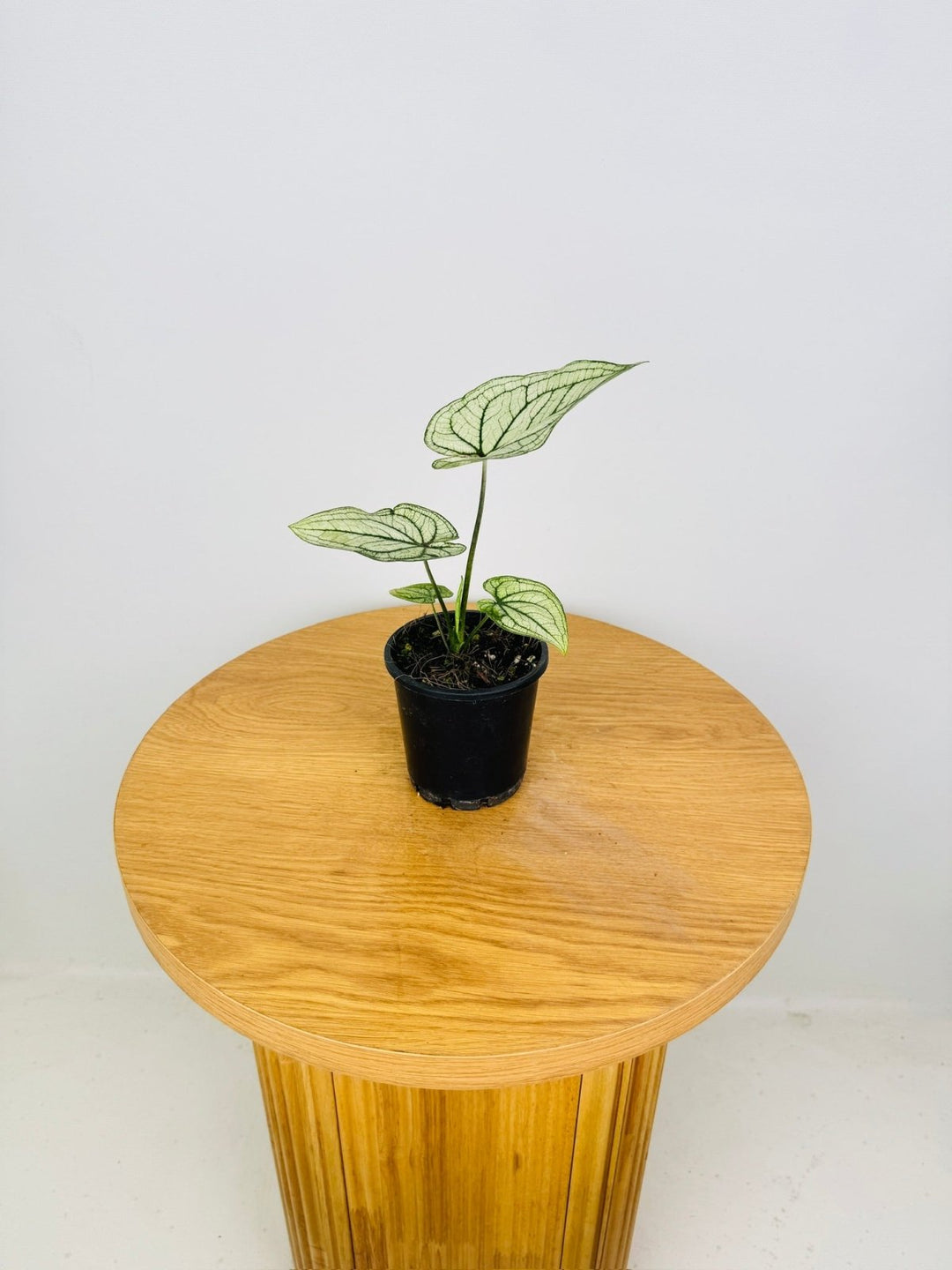 Caladium Bicolor - Good Luck | Uprooted