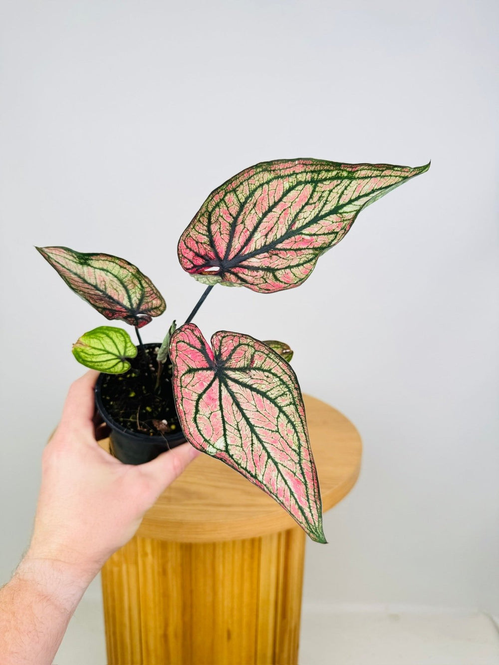 Caladium Bicolor - Good Luck | Uprooted