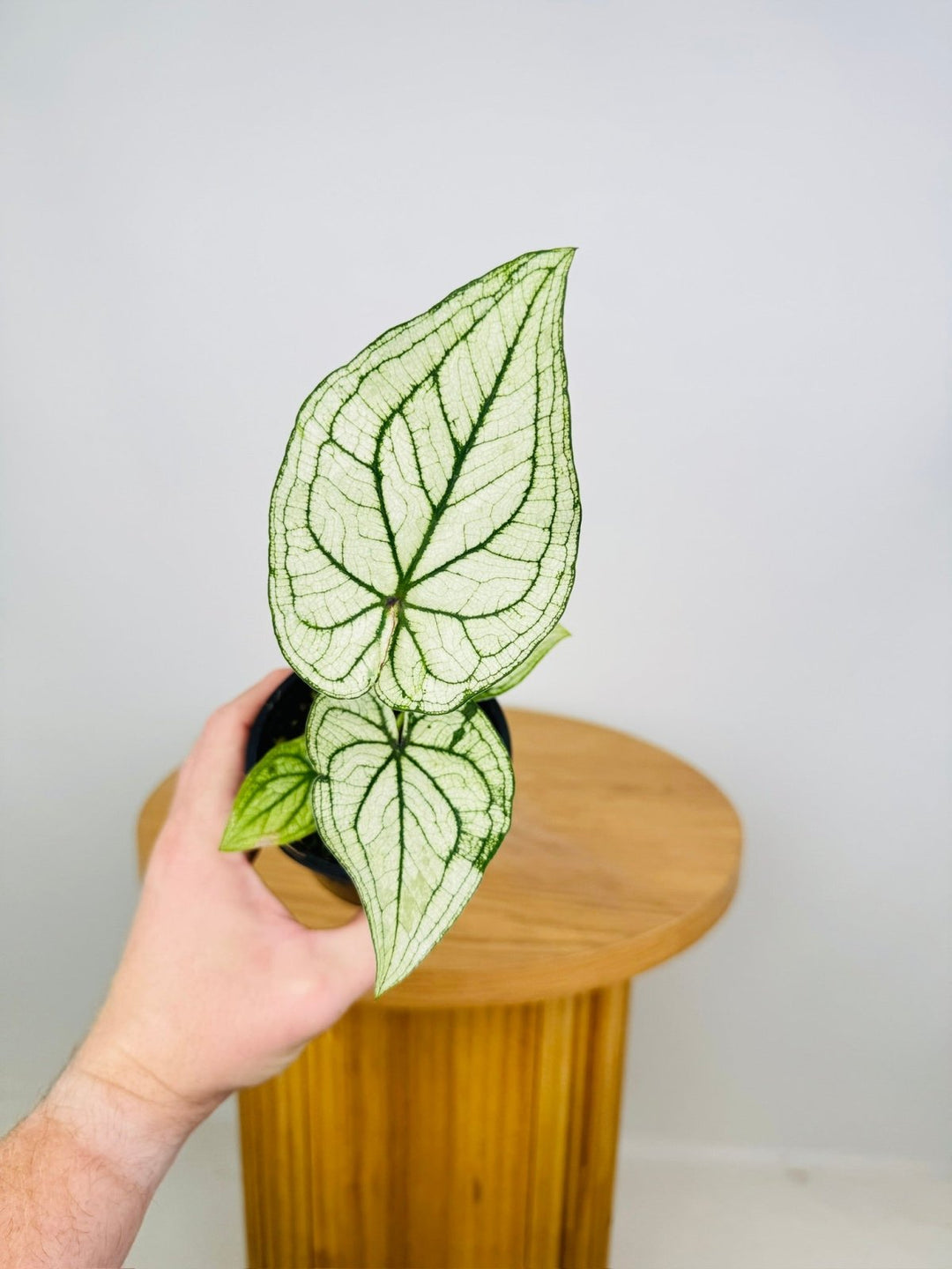 Caladium Bicolor - Good Luck | Uprooted