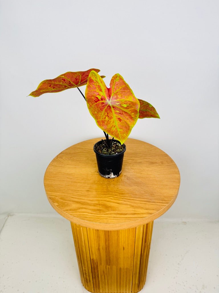 Caladium Bicolor - New Wave | Uprooted