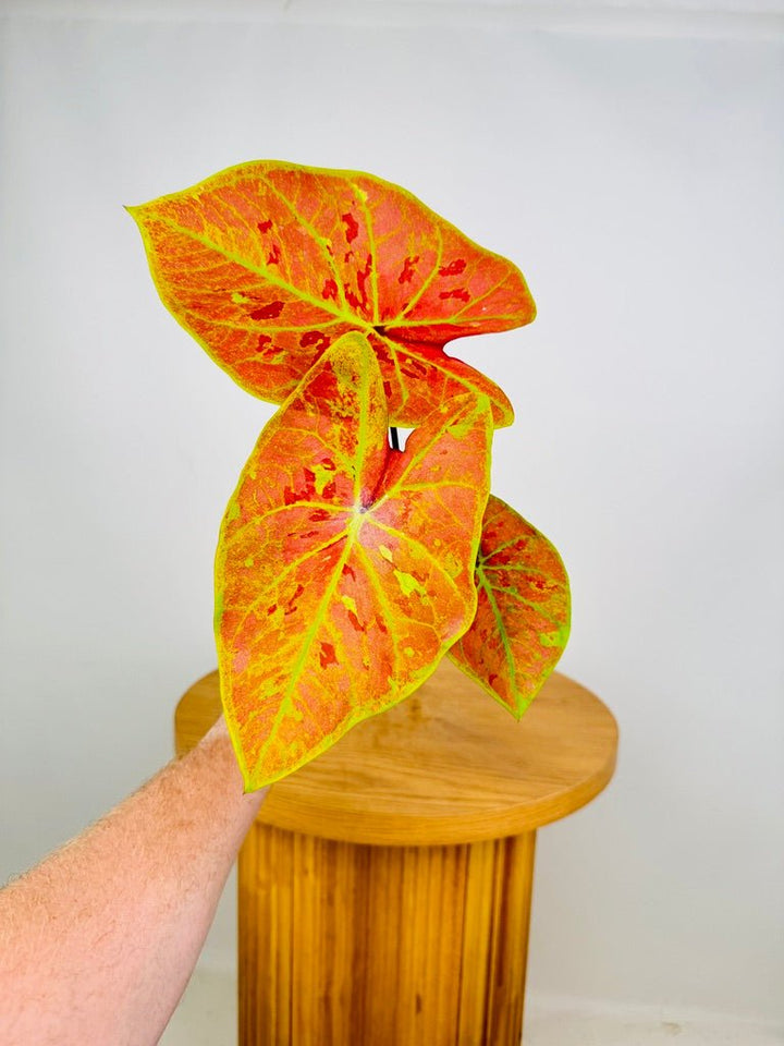 Caladium Bicolor - New Wave | Uprooted