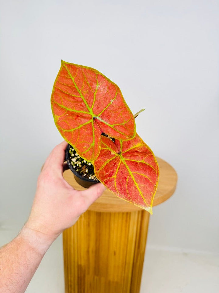 Caladium Bicolor - New Wave | Uprooted