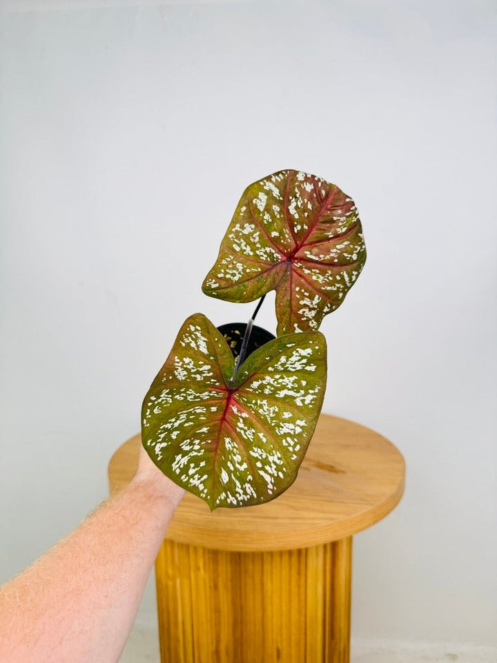 Caladium Bicolor - PFBB009 | Uprooted