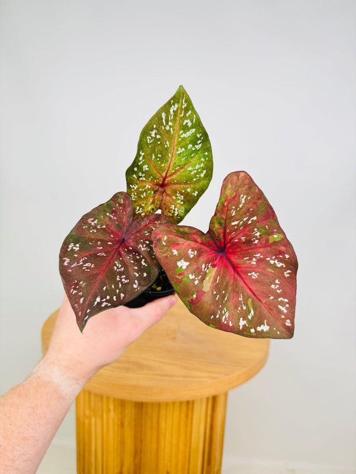 Caladium Bicolor - PFBB009 | Uprooted