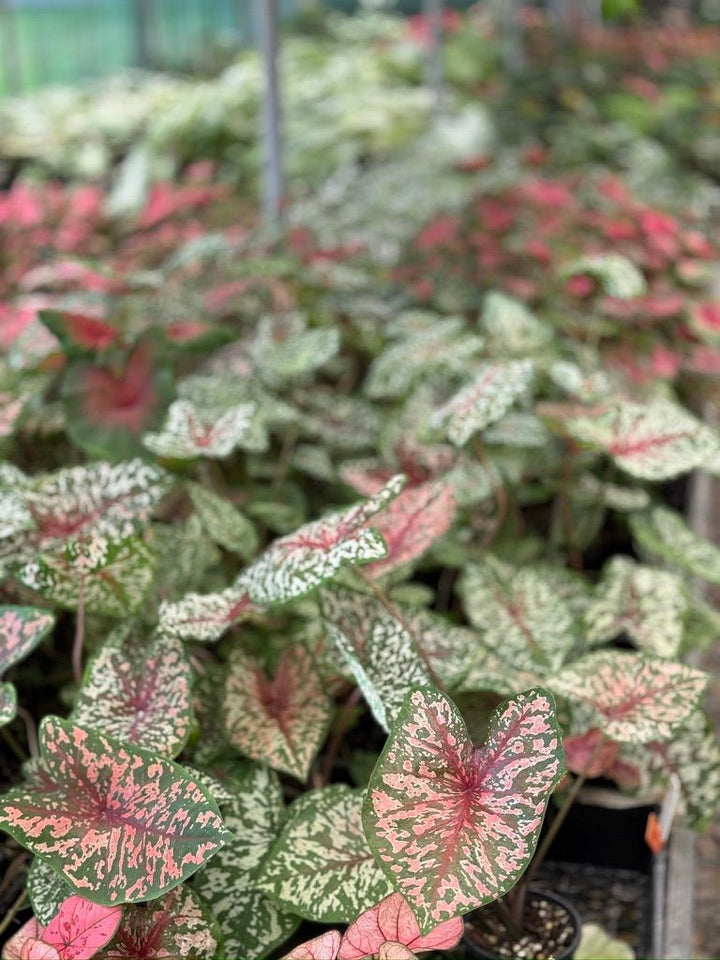 Caladium Bicolor - Pink Camouflage | Uprooted