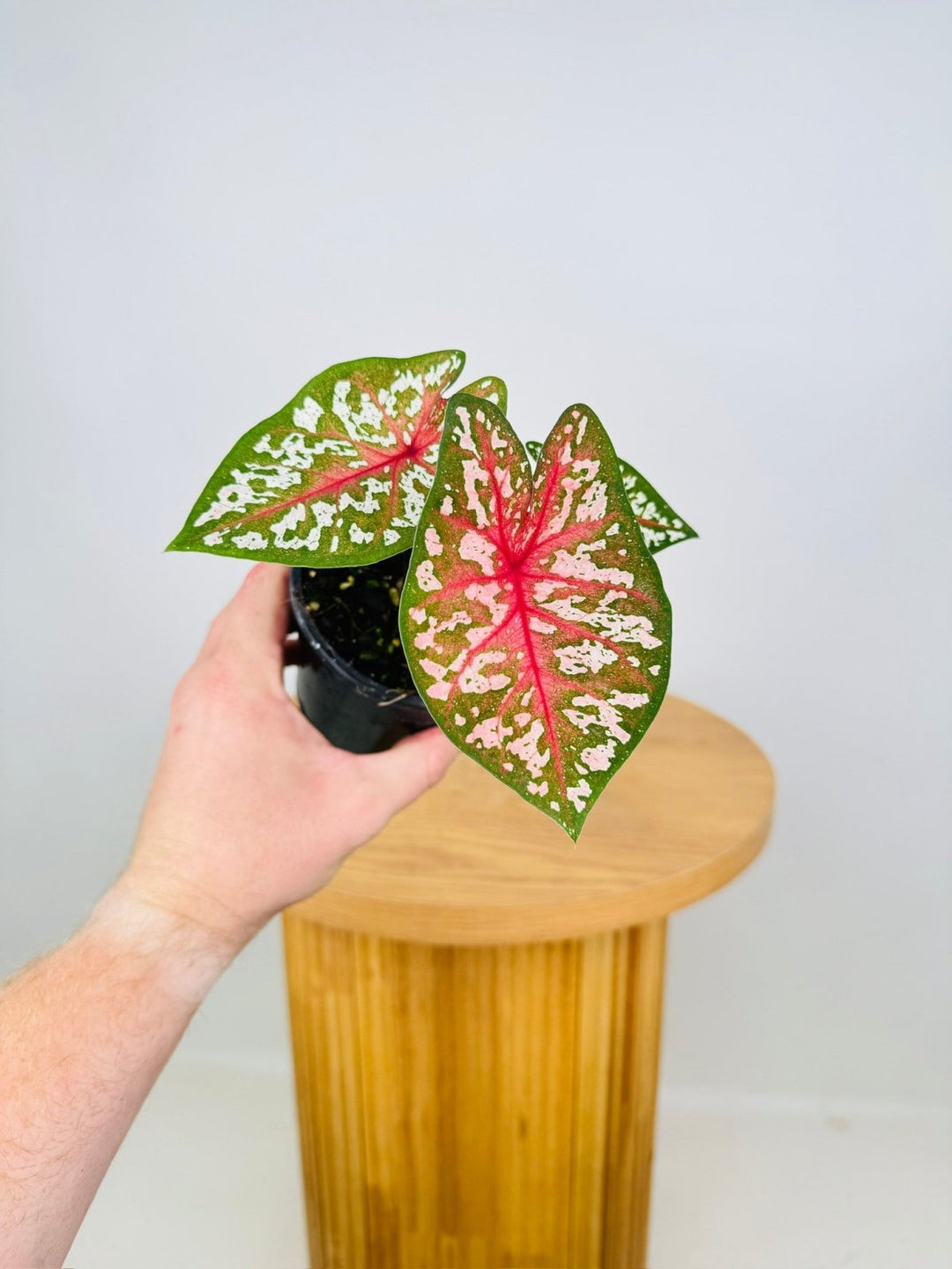 Caladium Bicolor - Pink Camouflage | Uprooted