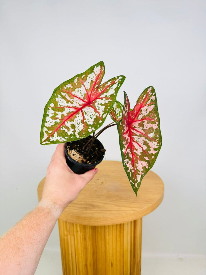 Caladium Bicolor - Pink Camouflage | Uprooted