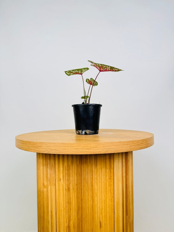 Caladium Bicolor - Pink Camouflage | Uprooted