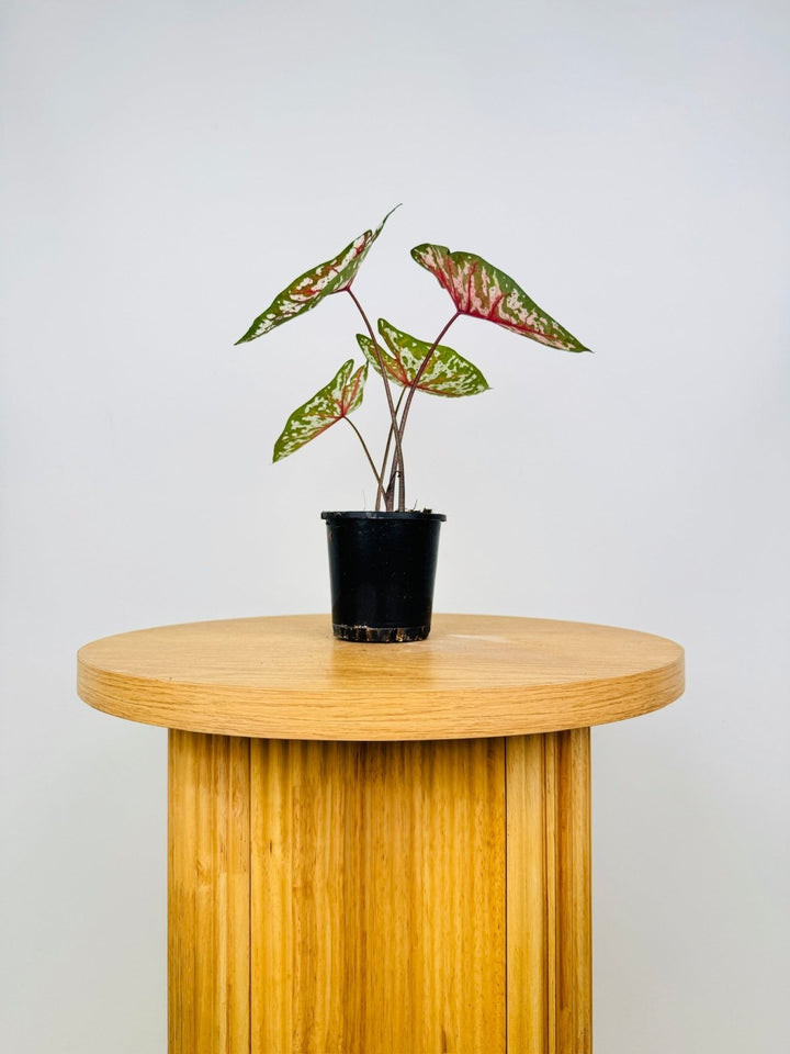 Caladium Bicolor - Pink Camouflage | Uprooted