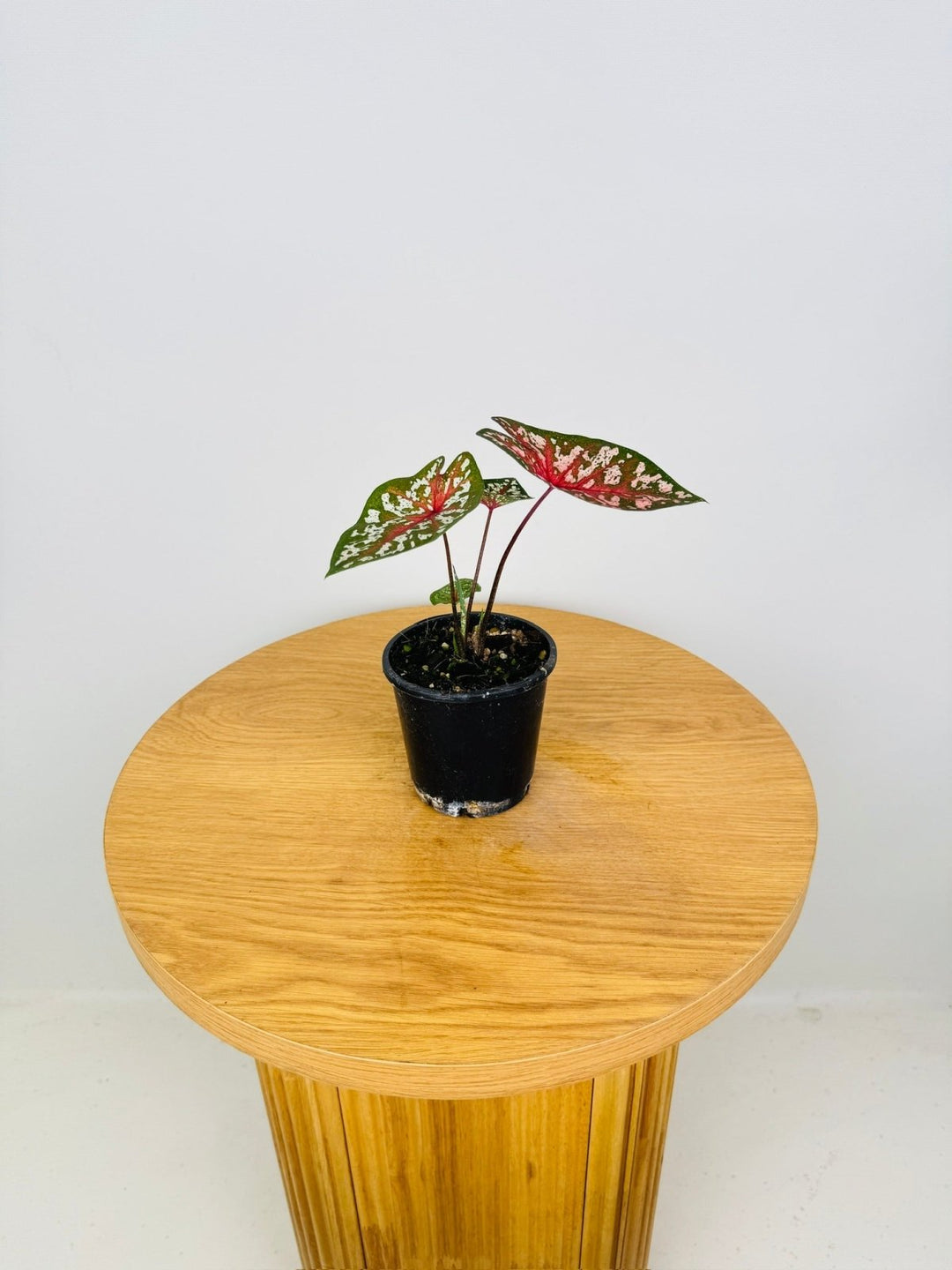 Caladium Bicolor - Pink Camouflage | Uprooted