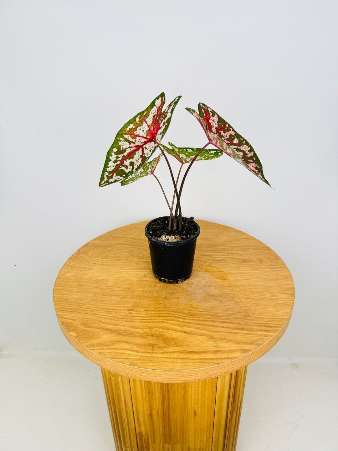 Caladium Bicolor - Pink Camouflage | Uprooted