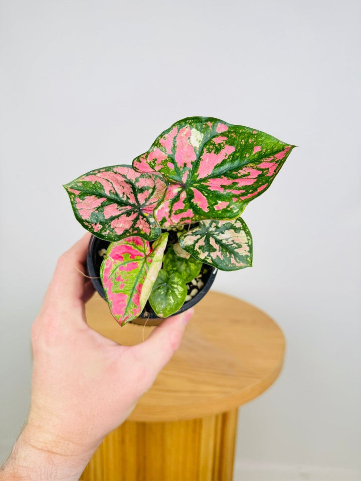 Caladium Bicolor - Purple Light | Uprooted