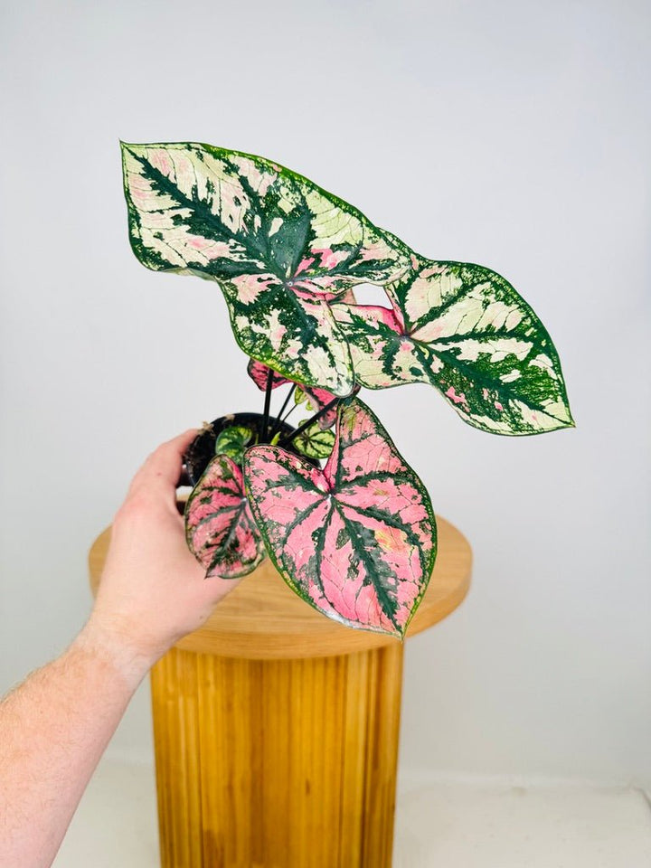 Caladium Bicolor - Purple Light | Uprooted