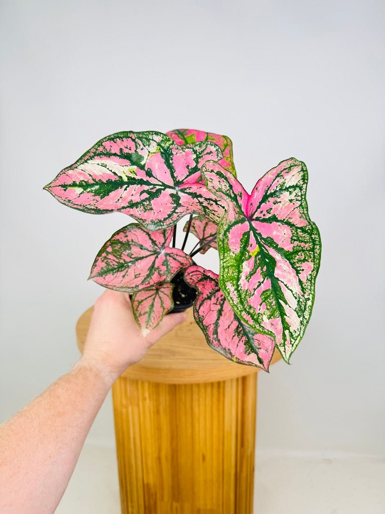 Caladium Bicolor - Purple Light | Uprooted