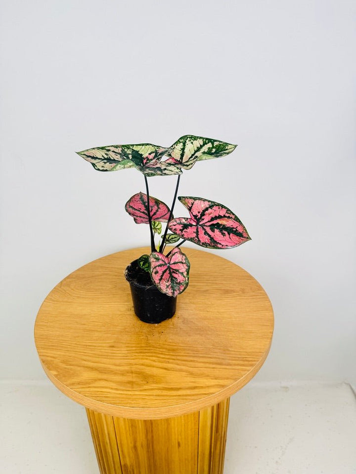 Caladium Bicolor - Purple Light | Uprooted