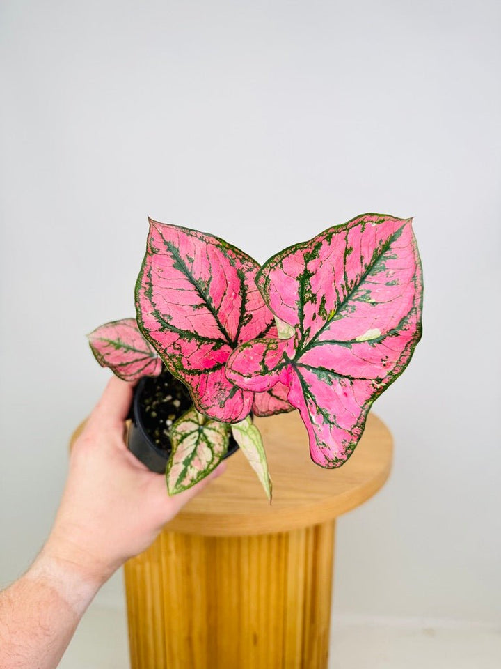 Caladium Bicolor - Purple Light | Uprooted