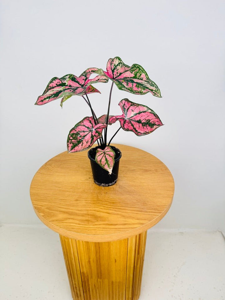 Caladium Bicolor - Purple Light | Uprooted