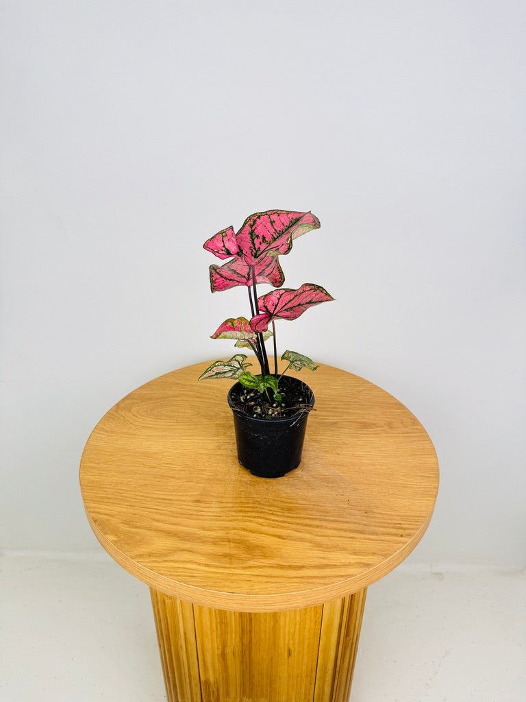 Caladium Bicolor - Purple Light | Uprooted