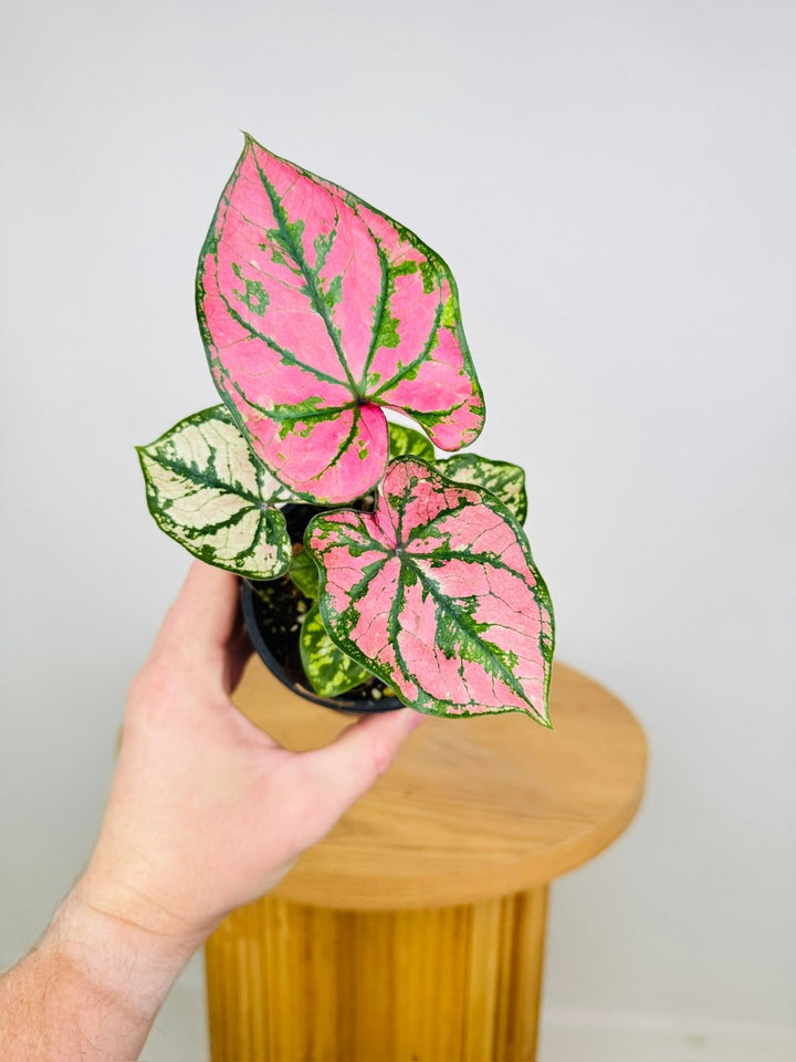 Caladium Bicolor - Purple Light | Uprooted