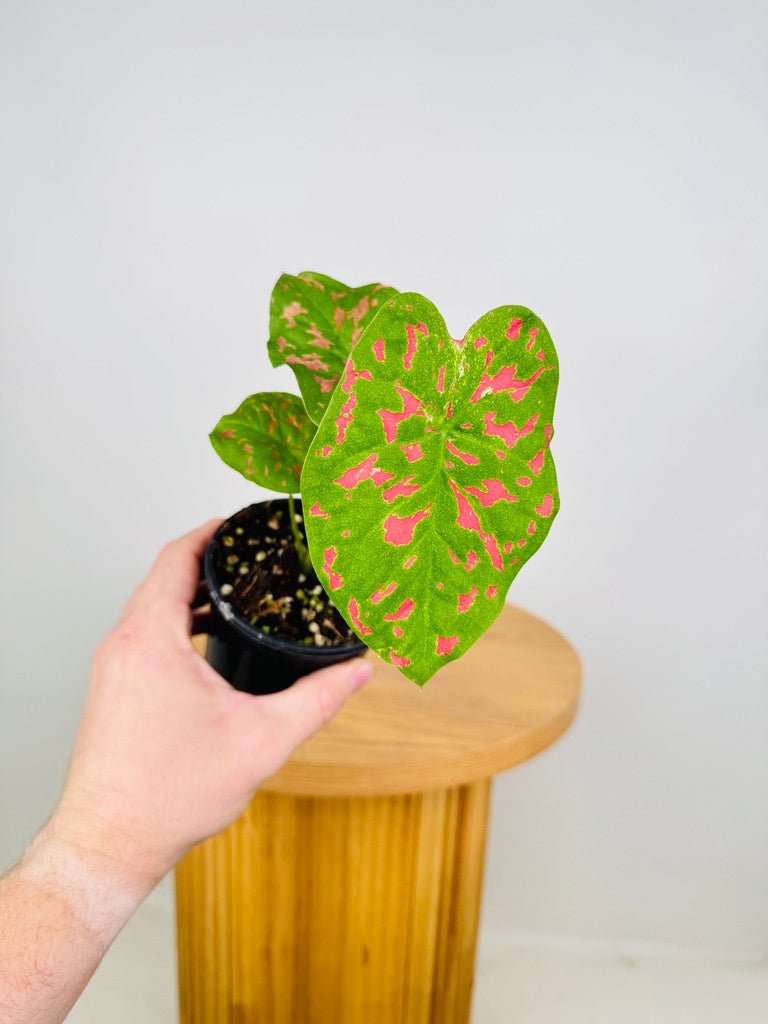 Caladium Bicolor - Raspberry Moon | Uprooted