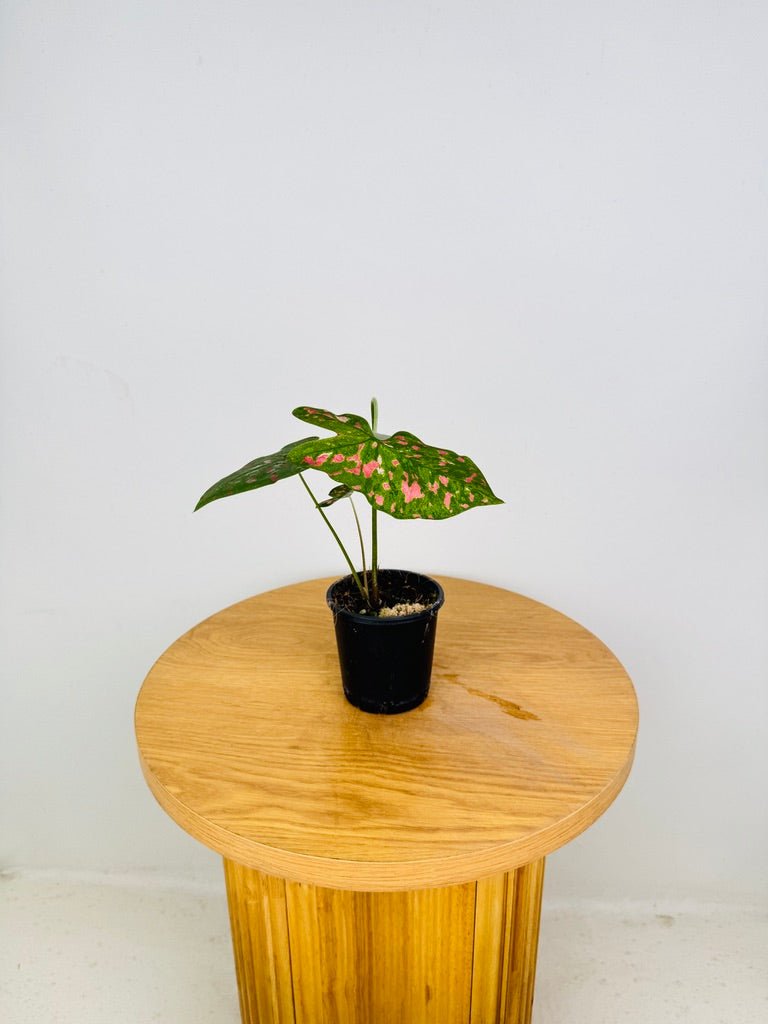 Caladium Bicolor - Raspberry Moon | Uprooted