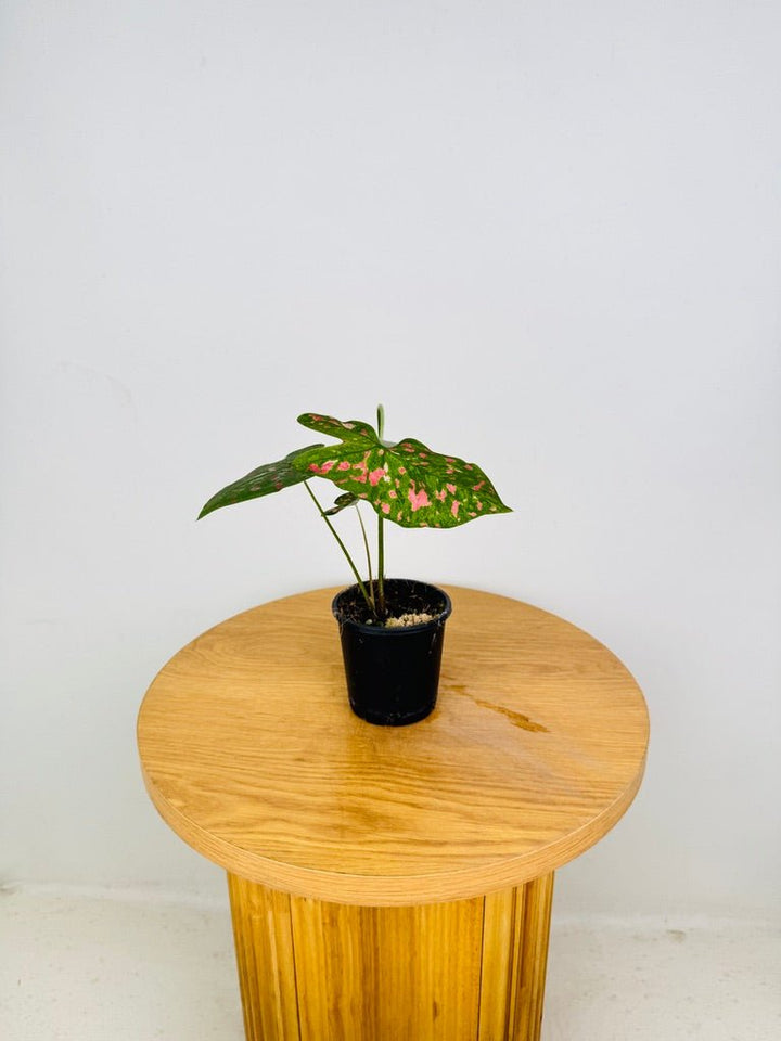 Caladium Bicolor - Raspberry Moon | Uprooted