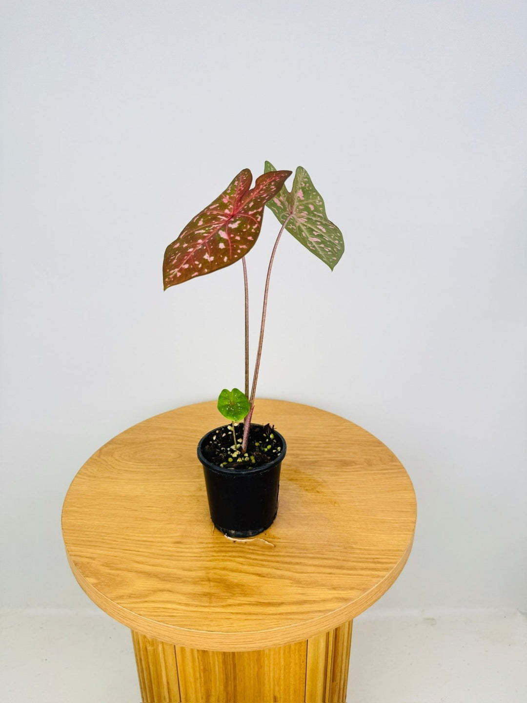 Caladium Bicolor - Raspberry Ripple | Uprooted