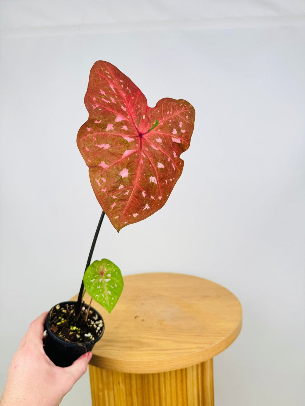 Caladium Bicolor - Raspberry Ripple | Uprooted