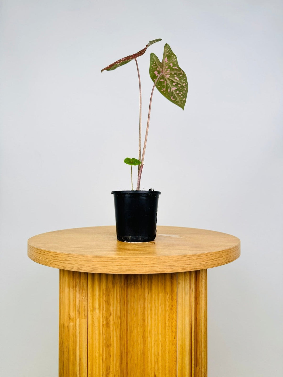 Caladium Bicolor - Raspberry Ripple | Uprooted