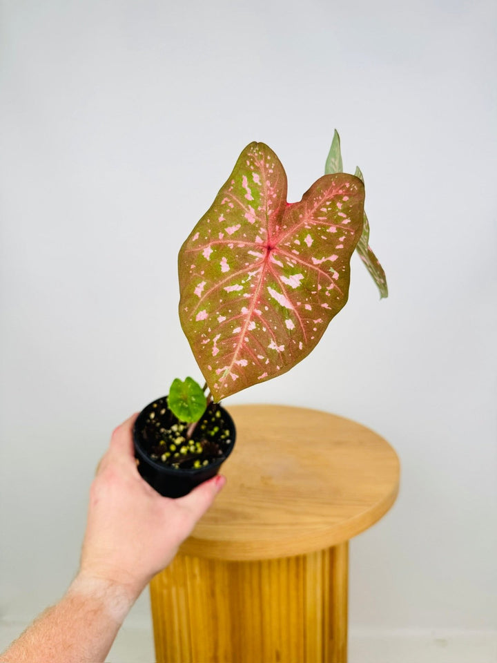 Caladium Bicolor - Raspberry Ripple | Uprooted