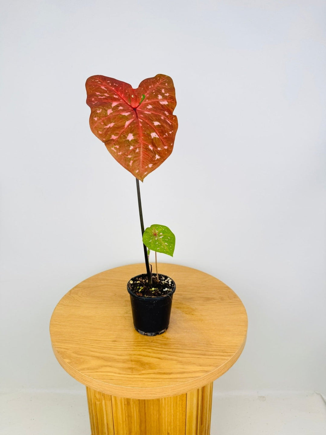 Caladium Bicolor - Raspberry Ripple | Uprooted