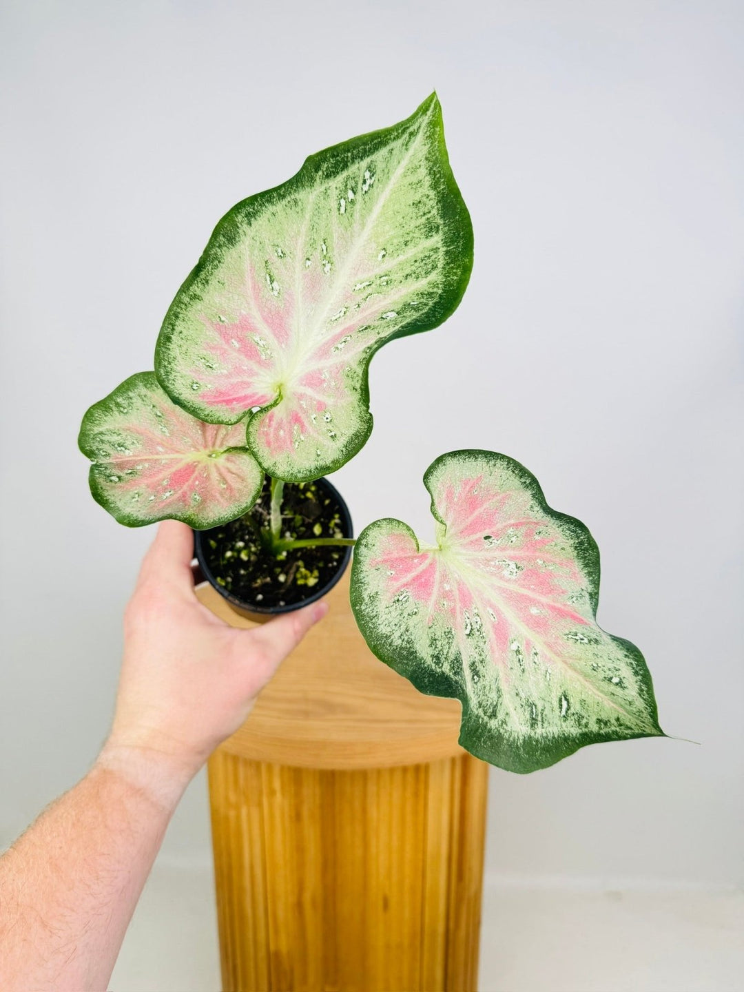 Caladium Bicolor - Raspberry Splash **Possible NOID** | Uprooted