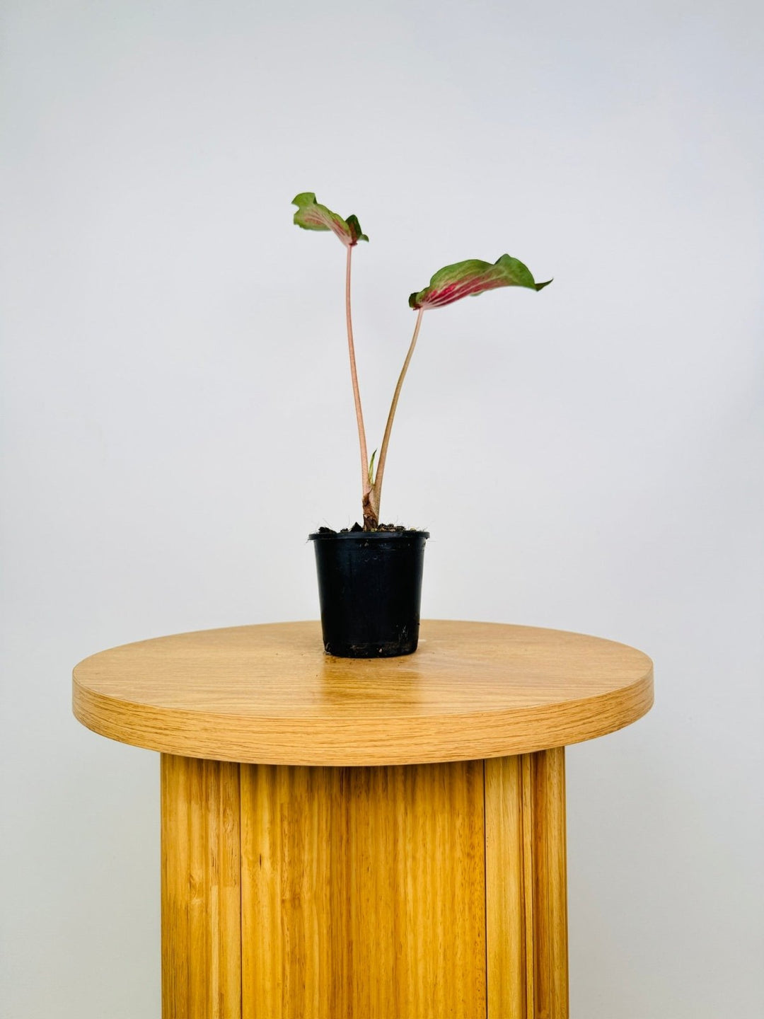 Caladium Bicolor - Red Glamour | Uprooted