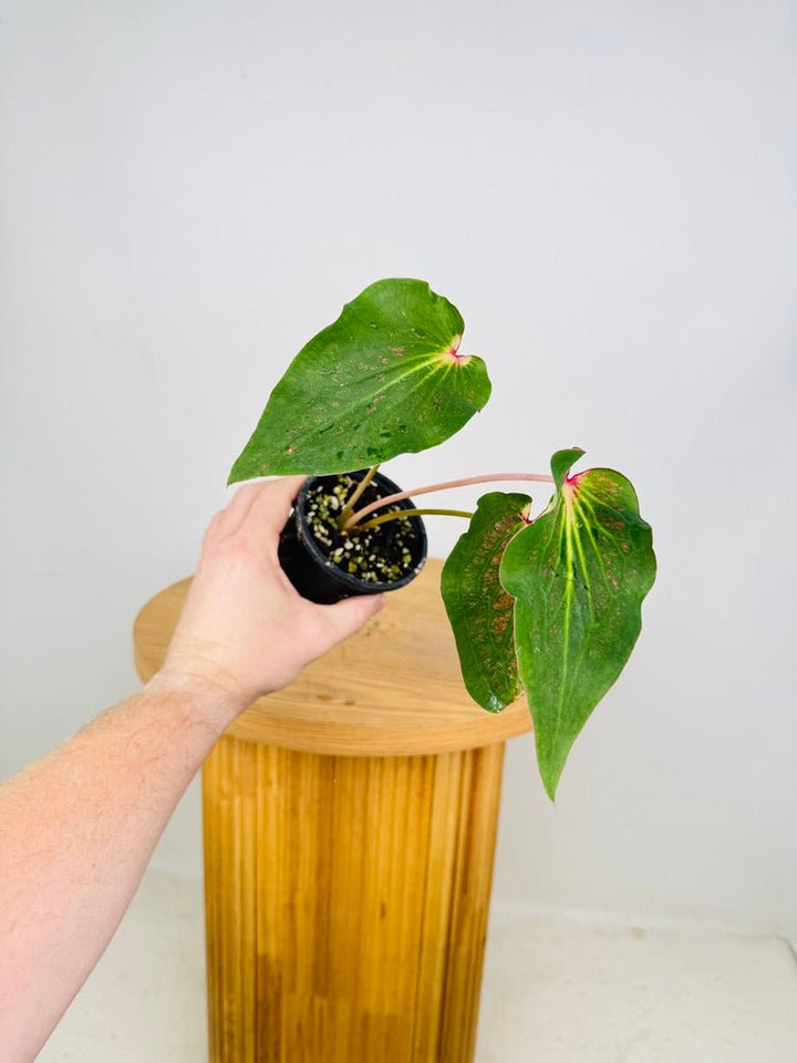 Caladium Bicolor - Red Glamour | Uprooted