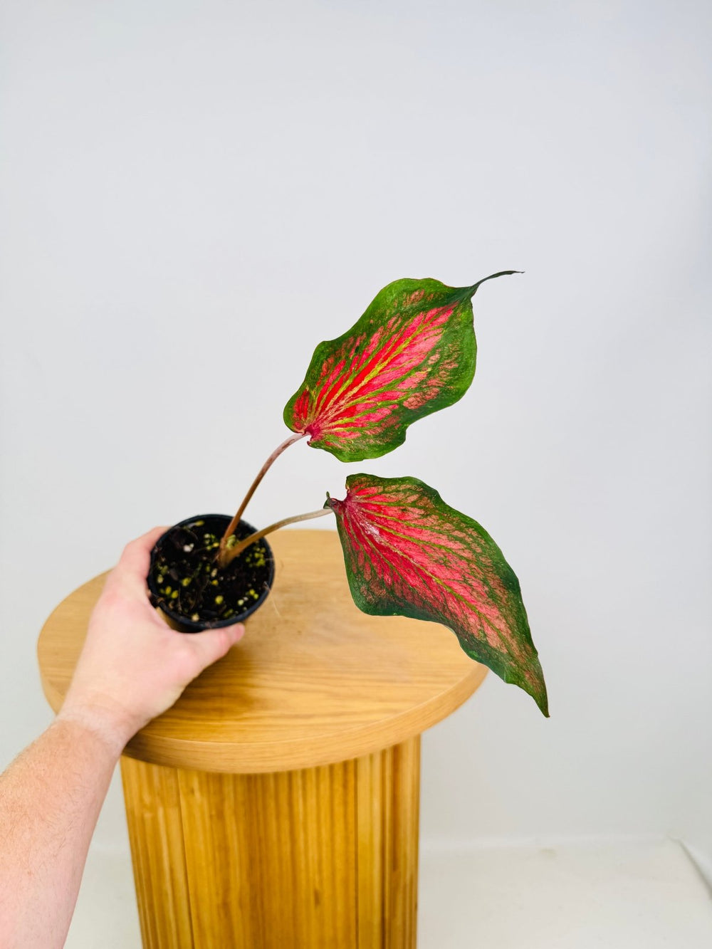 Caladium Bicolor - Red Glamour | Uprooted