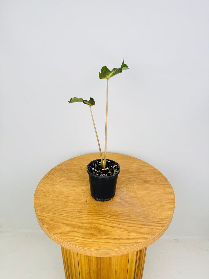 Caladium Bicolor - Red Glamour | Uprooted