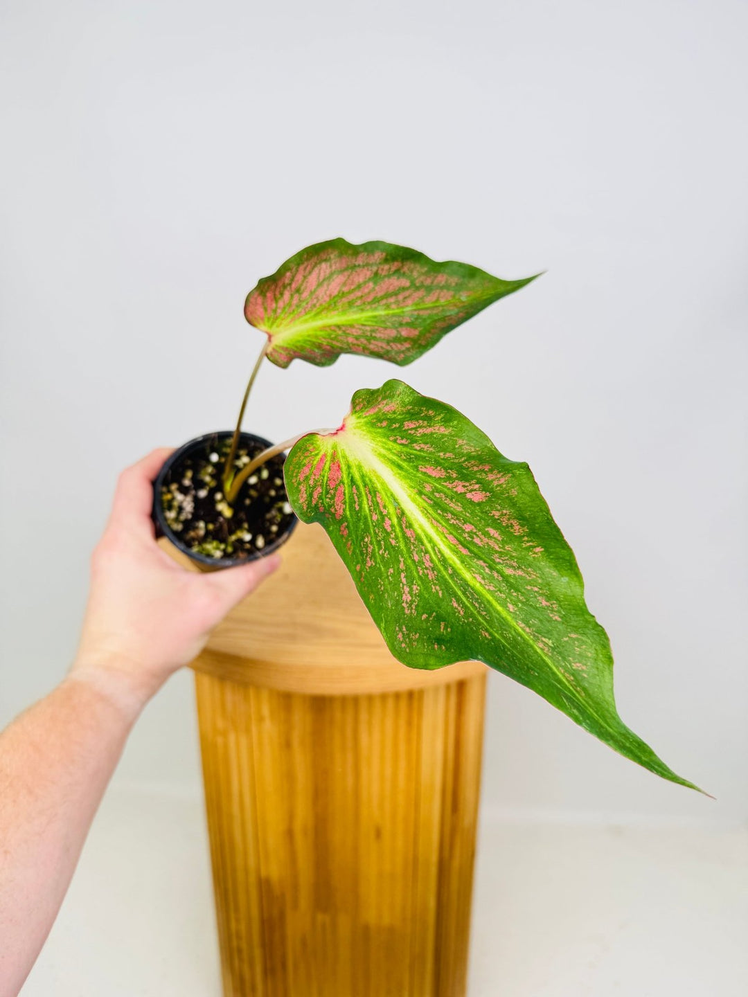 Caladium Bicolor - Red Glamour | Uprooted