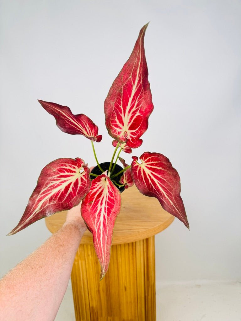 Caladium Bicolor - Rich of Thai | Uprooted