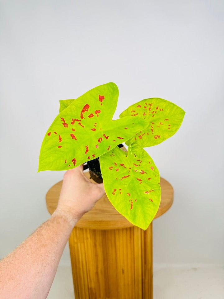 Caladium Bicolor - Sadie | Uprooted