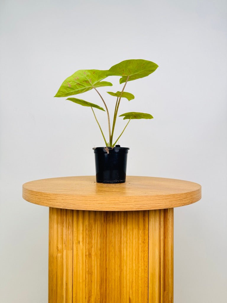 Caladium Bicolor - Sadie | Uprooted