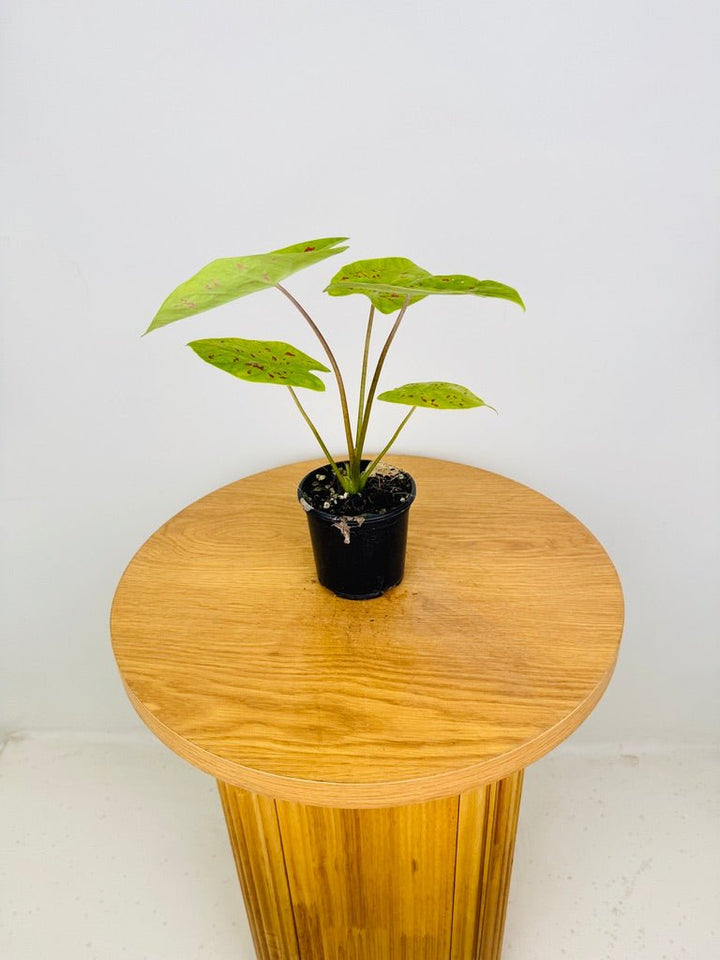 Caladium Bicolor - Sadie | Uprooted