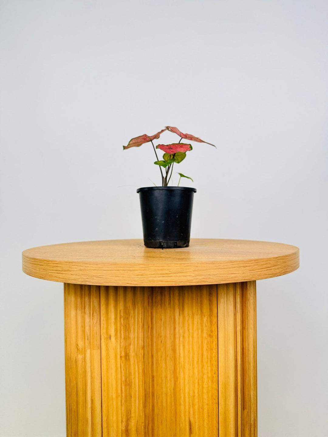 Caladium Bicolor - The Scarlet Girl | Uprooted