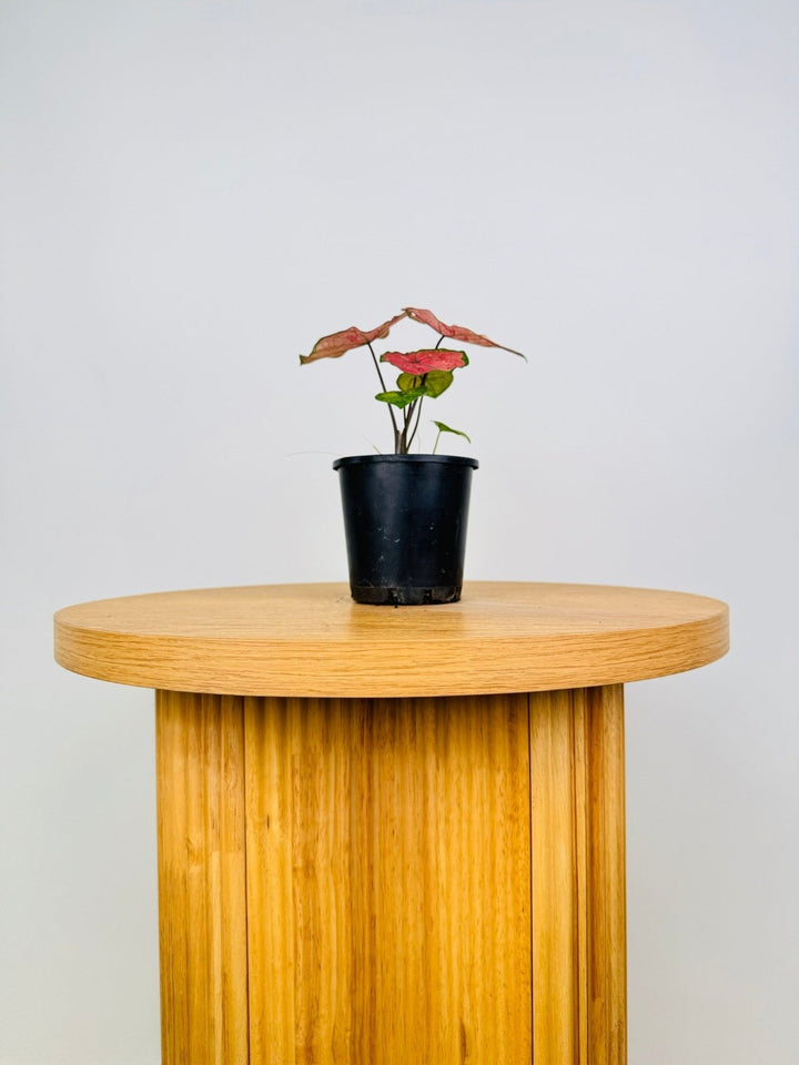 Caladium Bicolor - The Scarlet Girl | Uprooted