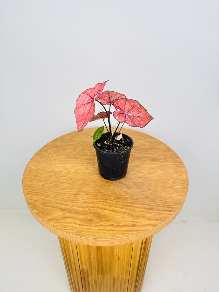 Caladium Bicolor - The Scarlet Girl | Uprooted