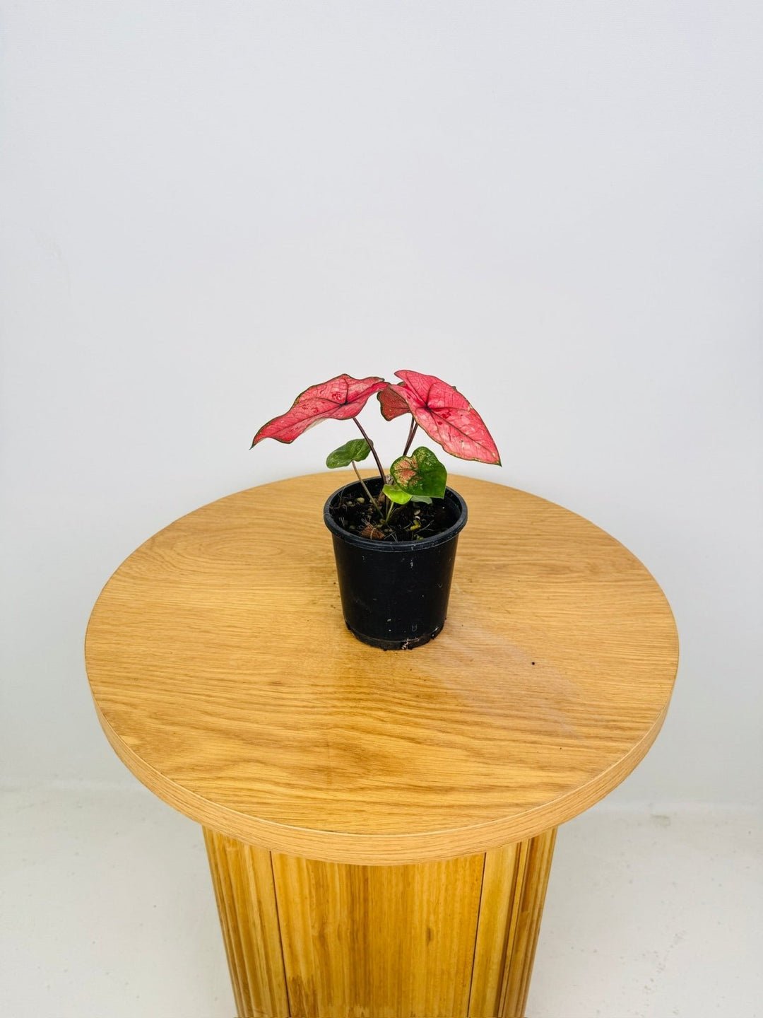 Caladium Bicolor - The Scarlet Girl | Uprooted