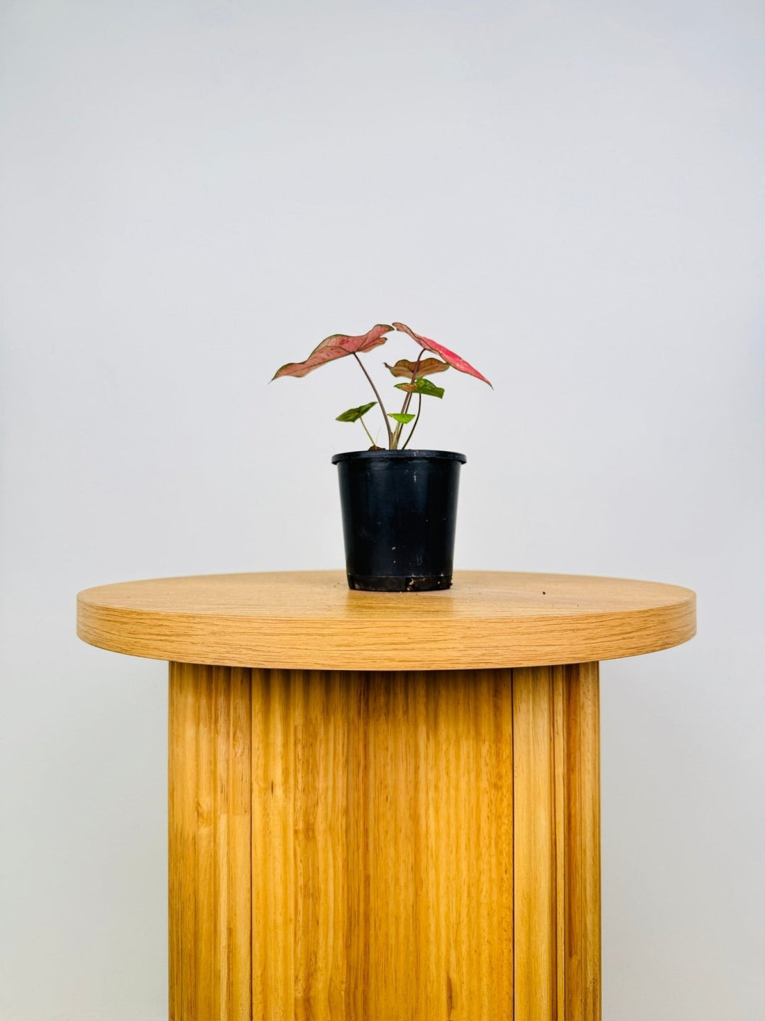 Caladium Bicolor - The Scarlet Girl | Uprooted