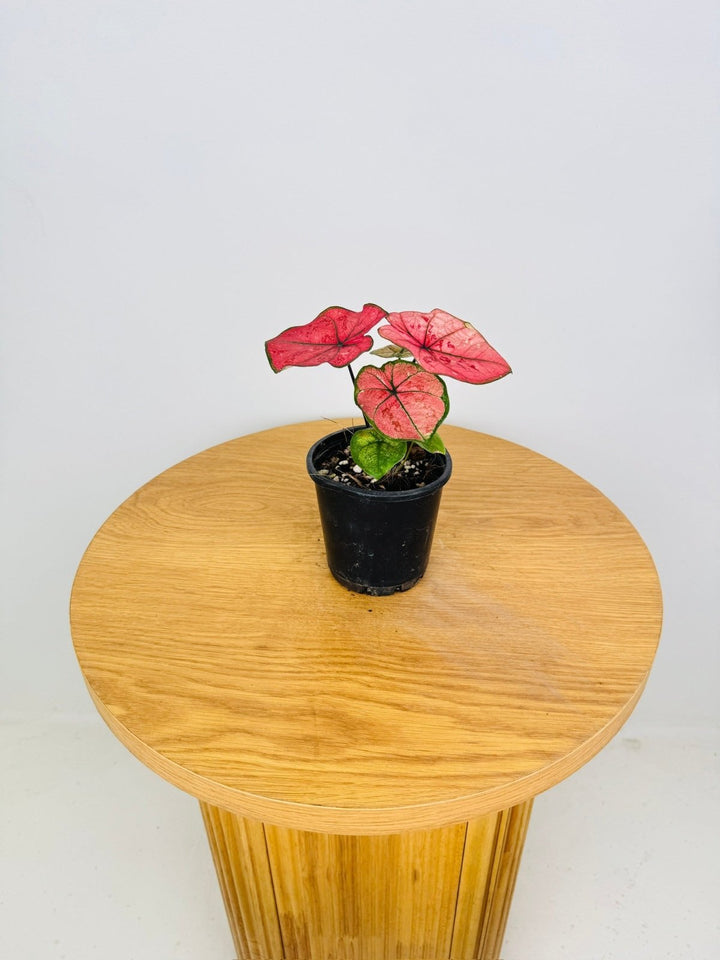 Caladium Bicolor - The Scarlet Girl | Uprooted