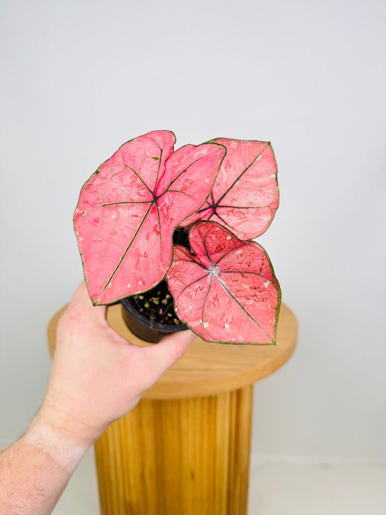 Caladium Bicolor - The Scarlet Girl | Uprooted