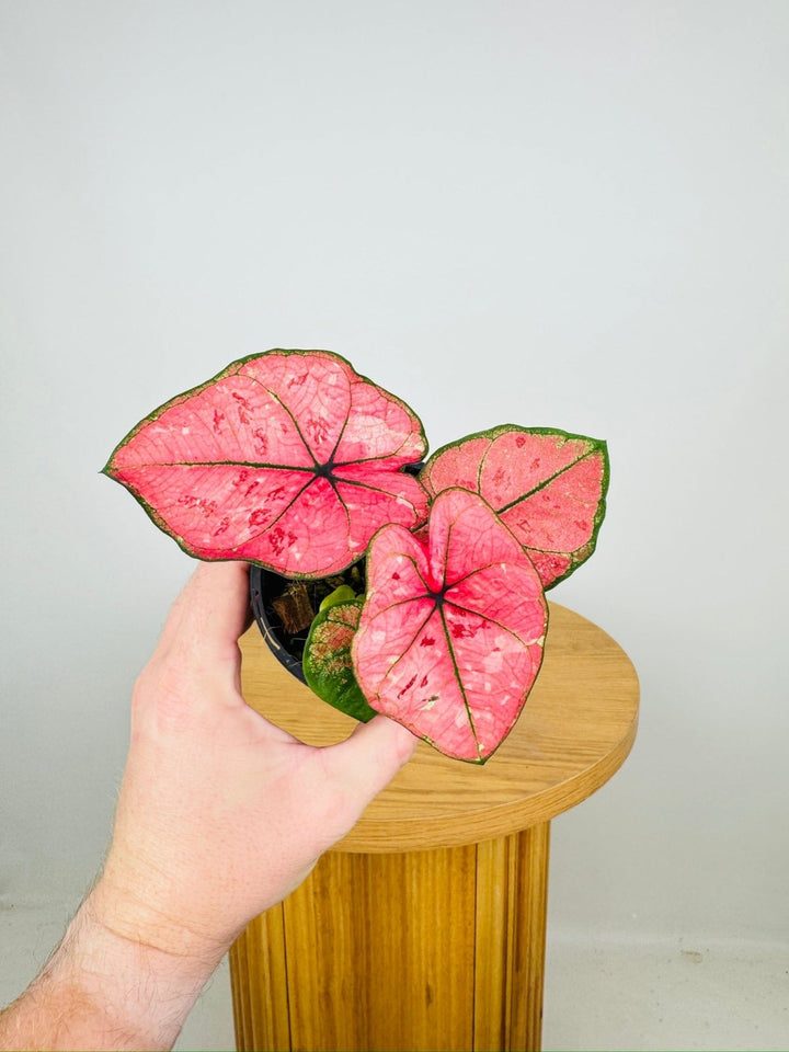 Caladium Bicolor - The Scarlet Girl | Uprooted